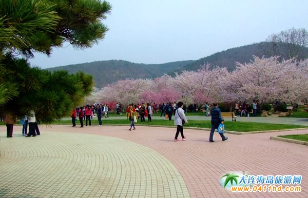 旅順龍王塘櫻花