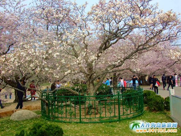 旅順龍王塘櫻花