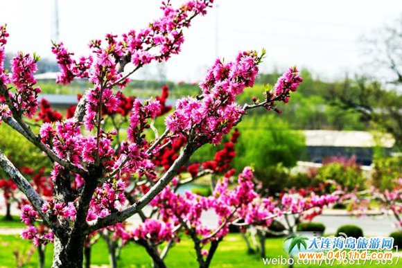 大連旅順龍引泉森林櫻花園