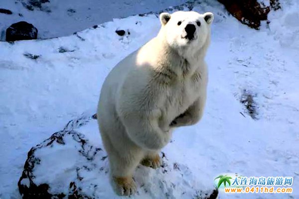 2018春節大連森林動物園