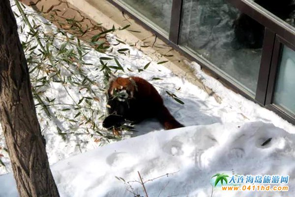 2018春節大連森林動物園