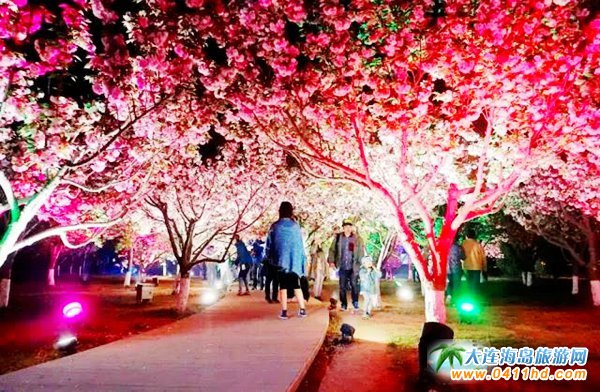 2018大連櫻花節