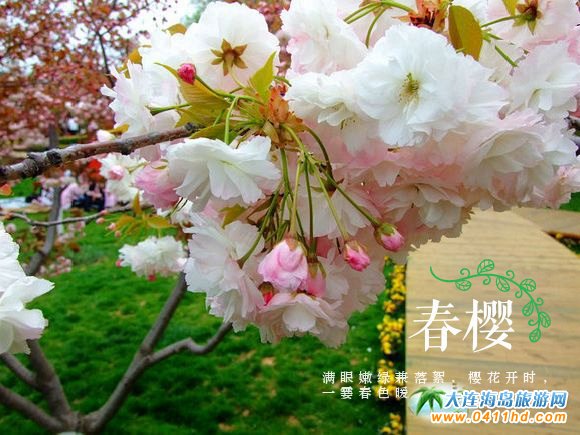 2021旅順櫻花園