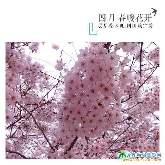 2021旅順櫻花園