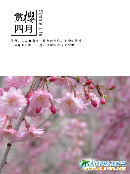 2021旅順櫻花園